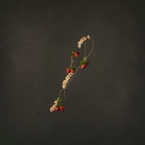 Strawberries-by-Marleen-Visser-food fotograaf amsterdam